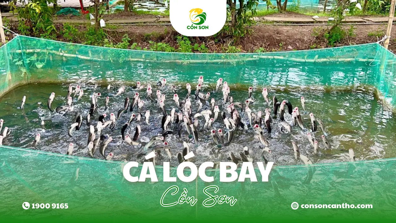 ca-loc-bay-con-son