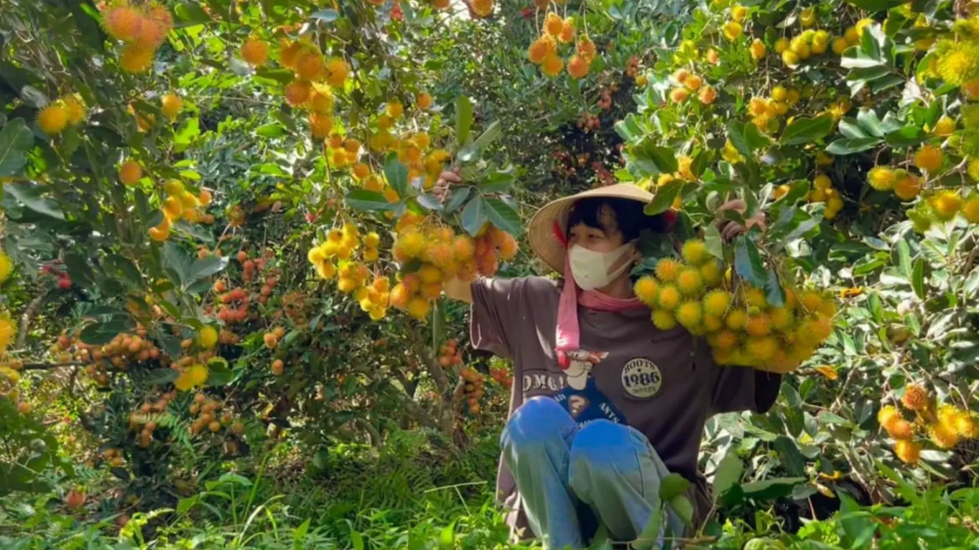 Vườn chôm chôm đầy quả chín cây