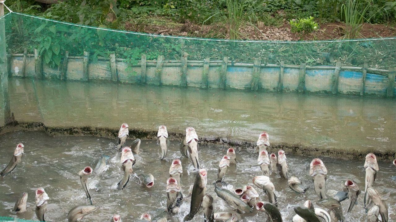 giá vé tham quan cồn sơn - cá lóc bay