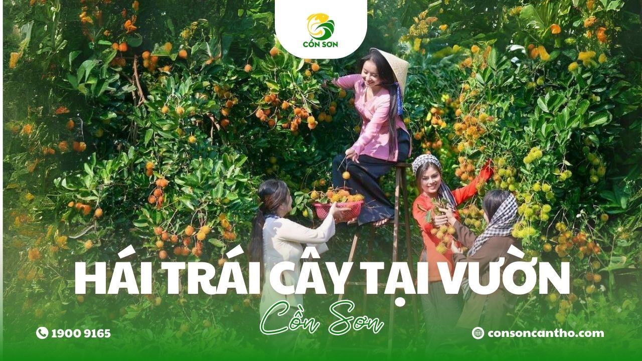 hái trái cây tại vườn cồn sơn