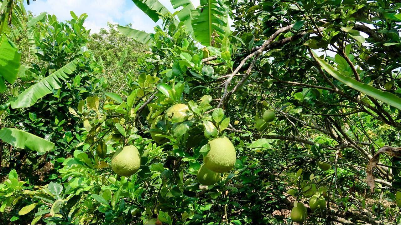 mùa bưởi quanh năm tại vườn trái cây cồn sơn