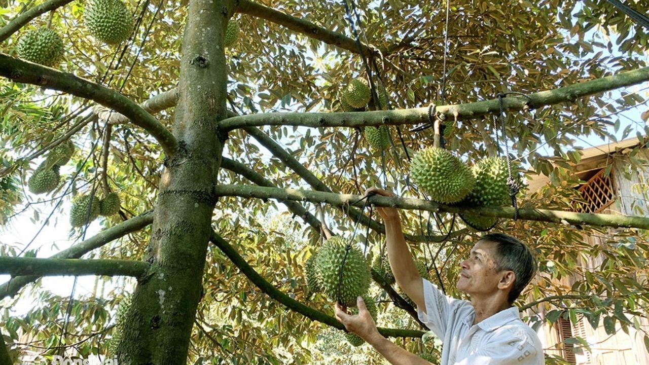 người dân trên cồn chủ yếu làm nông nghiệp