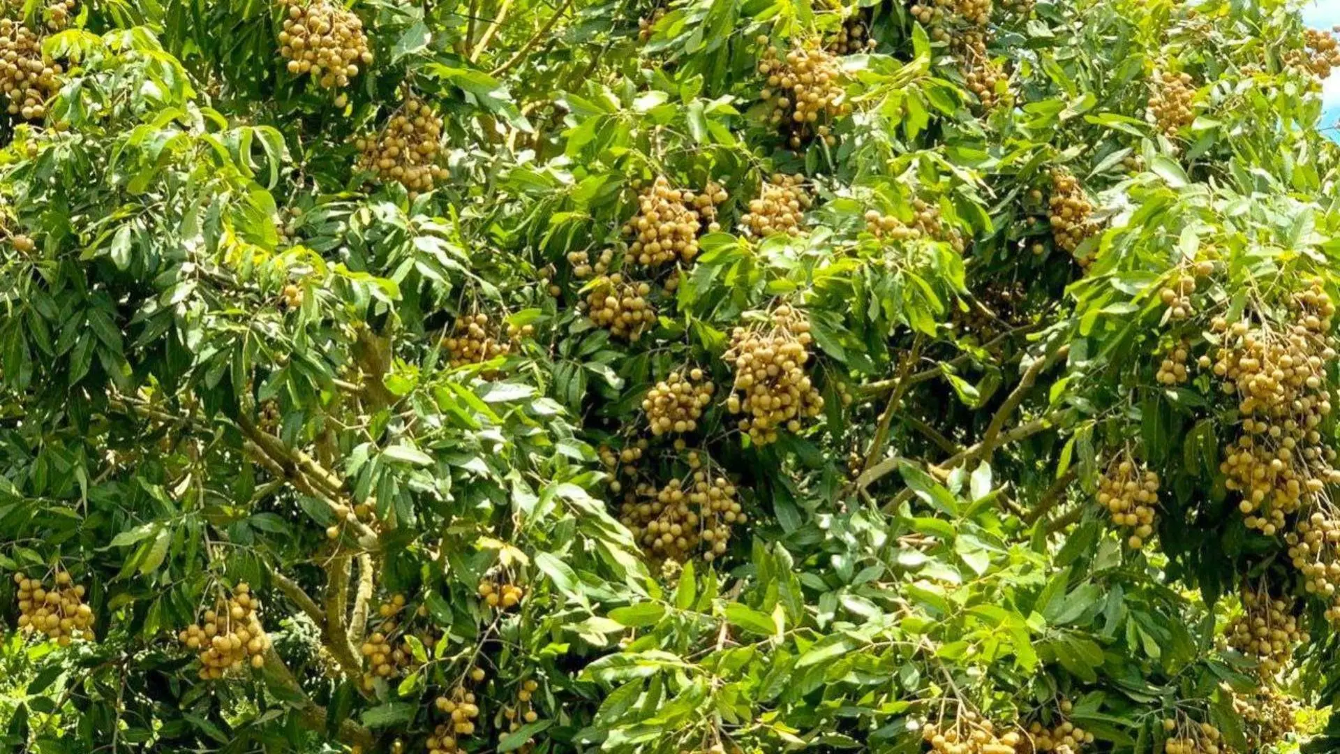 Vườn nhãn tại Cồn Sơn Cần Thơ