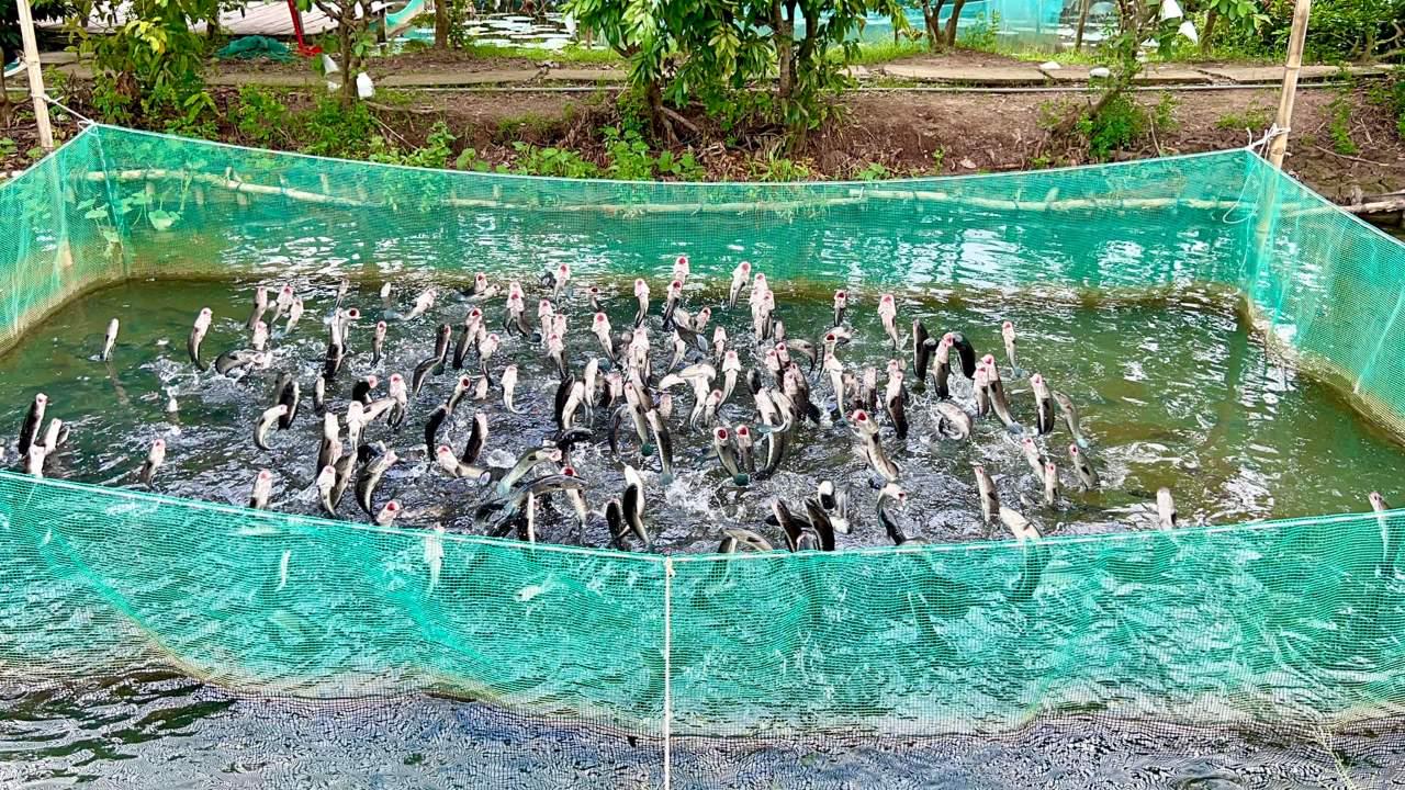 Xem màn trình diễn "cá lóc bay"