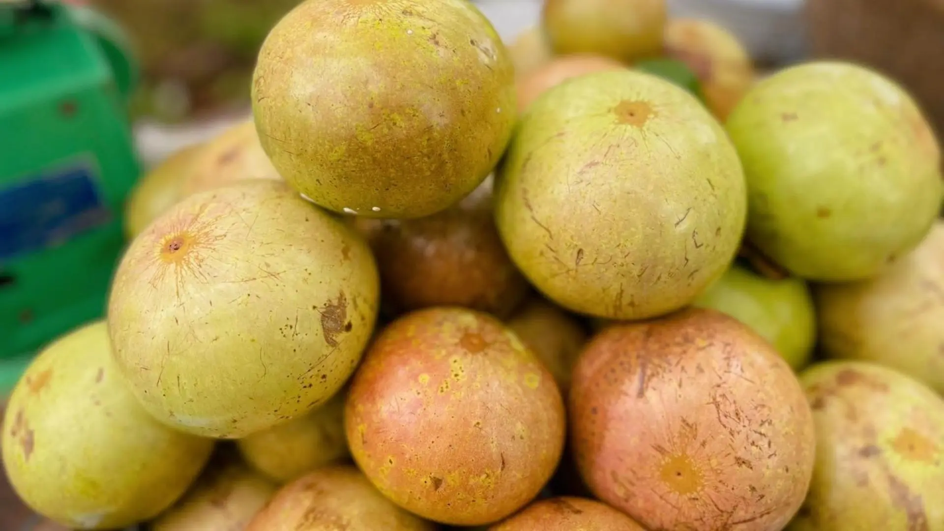 Vú sữa chín trái tại Cồn Sơn
