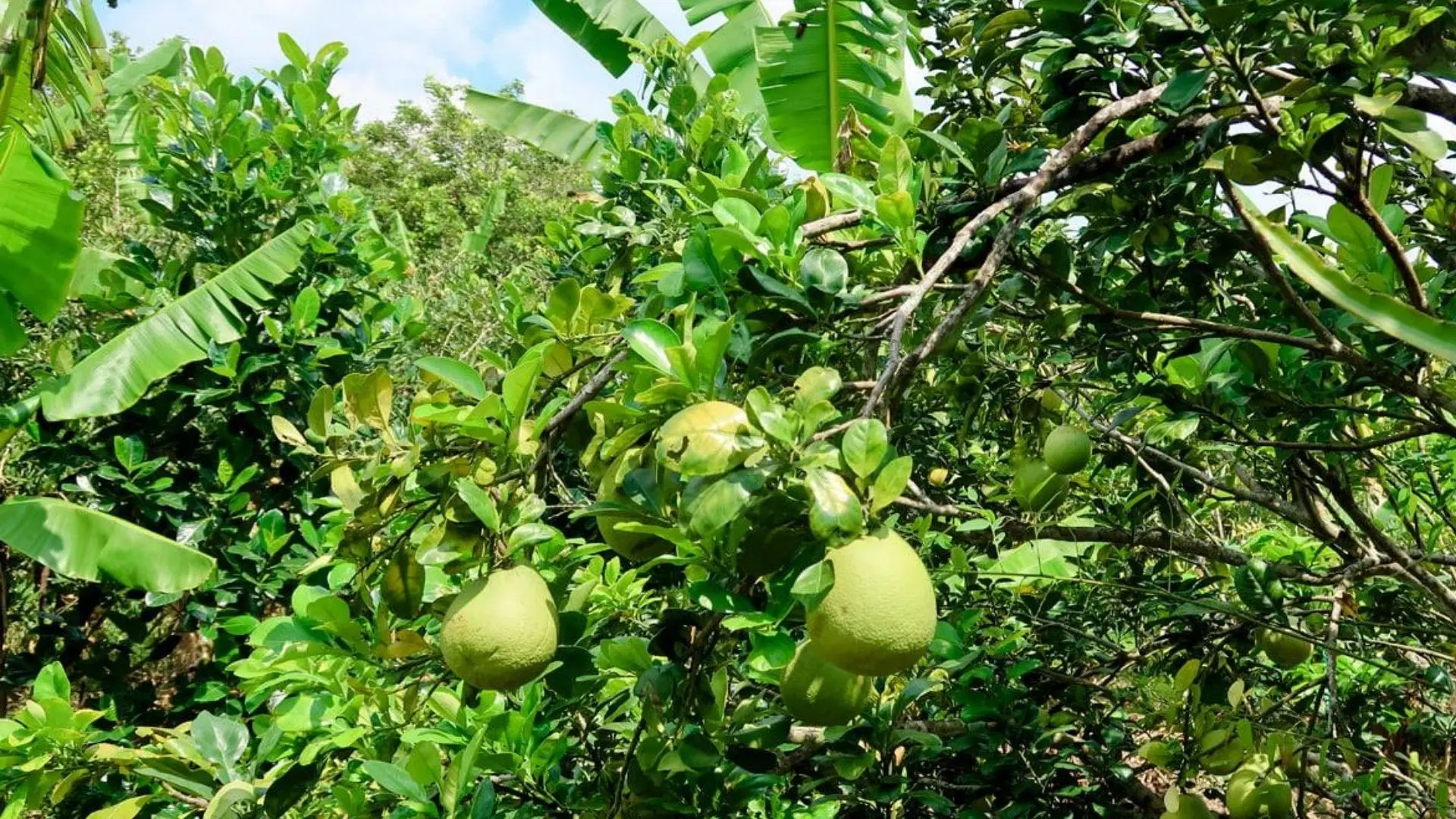 Vườn bưởi tại Cồn Sơn