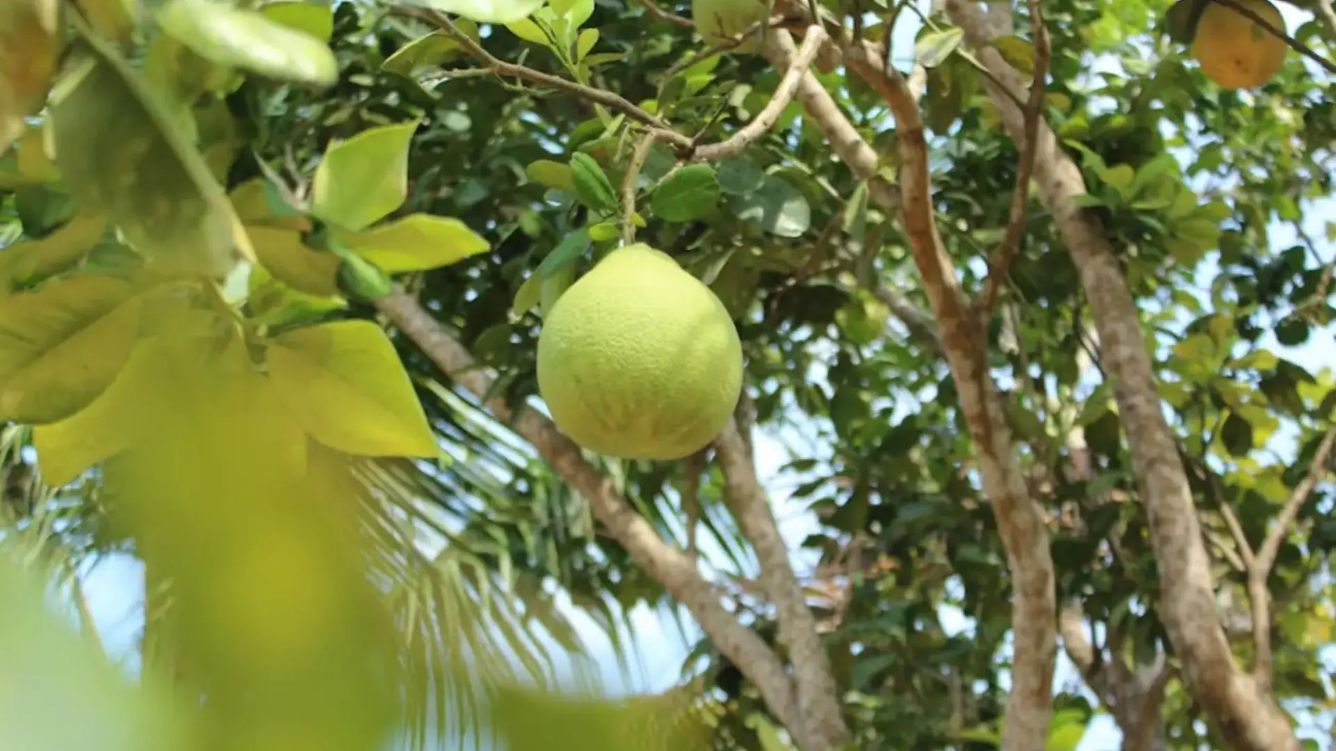 Vườn bưởi tại Cồn Sơn