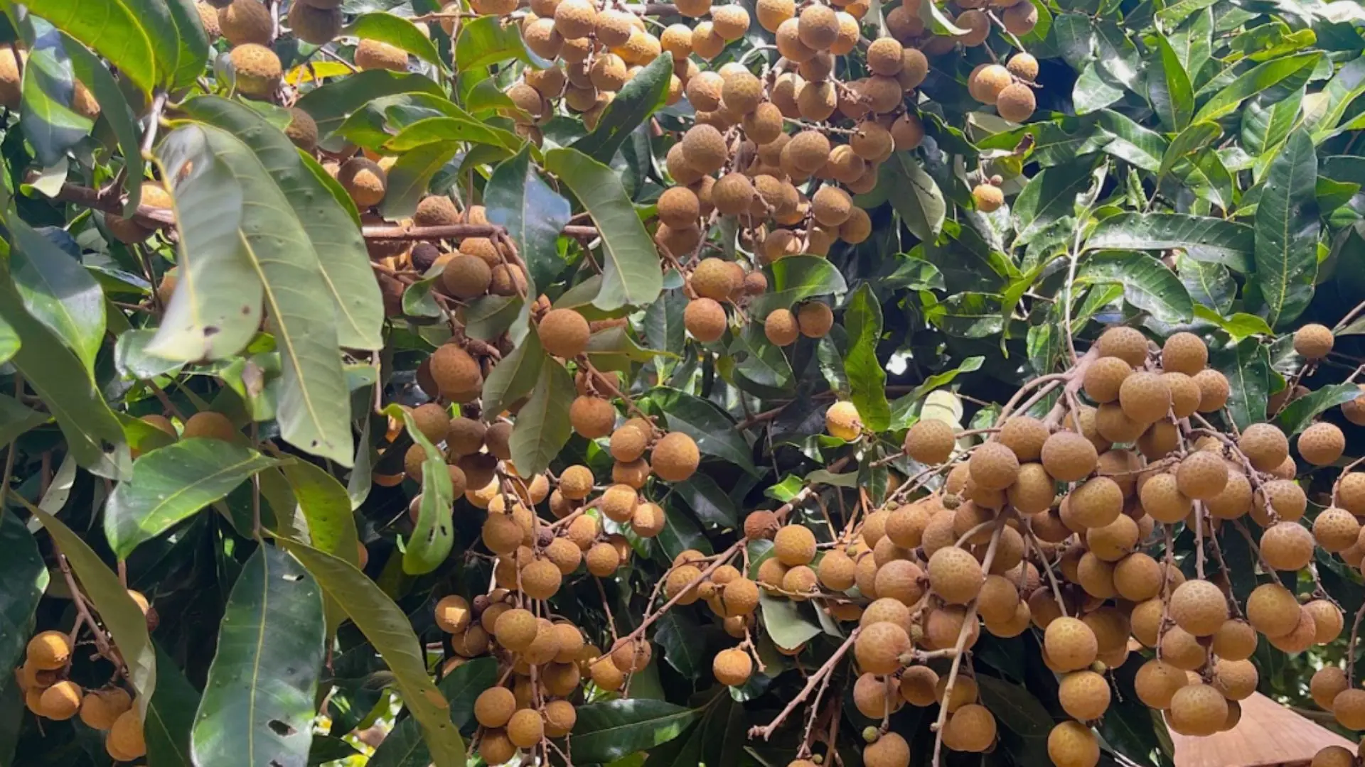 Vườn nhãn chín trái chờ du khách thưởng thức