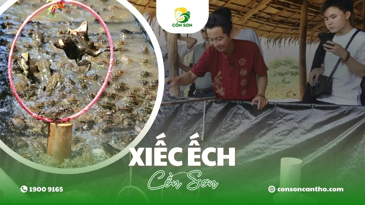 xiếc ếch cồn sơn cần thơ